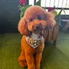 choco.thepoodle