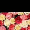 tahany.albrasy
