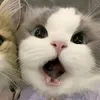 yarabarboo