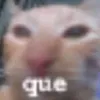 gato.homosexualis