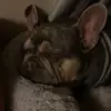 zoootopiaaa6777