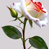 Daniela.E🌹🌹