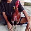 bangiibul