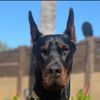 kurupt_the_doberman