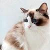 crazy_about_cutes
