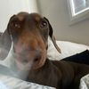 aussiechilean
