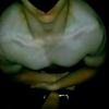 ifbbpro11