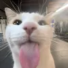 vvyx_lt