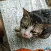 phnhi_2904
