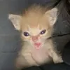holasoylyna8