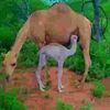 noorbashow123