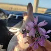 liyaastely