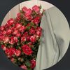 fafa._2oo6