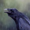 rainydayravens