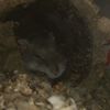 hammy72214