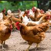 alupa.poultry.farm2025
