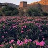 al_hothaliyasser