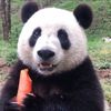 mangoyugurt
