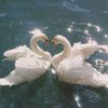 heaven_swan