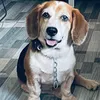 beajaydabeagle