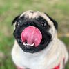 porkchop_pug