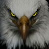 eagle_4our