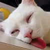 minhhoangdzvclll