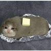 mr_butterkatze