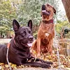 Shadow🖤🔥💪 & Rocky🧡🔥💪