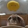 Espresso the Bunny