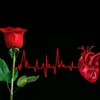 m._calm