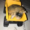 Kingturt💕🐢🔥