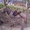 ze1do1sertao1