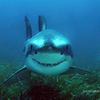 hydrosharki