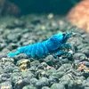 Flo Shrimps
