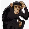 .that1monkey