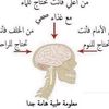sh.mohamed63