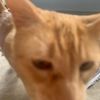 tabbycatsrcute