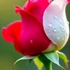md.monir.khan668