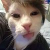 user203832130