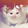 dkieubrongg