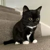figgypuddin_