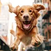 funnyanimal868