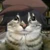 _rei_rat_aline_