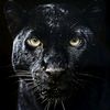 black_jagur111