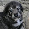 albanianmolosdog1