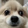 eevee_lover1