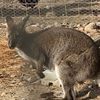 kangaroo8864