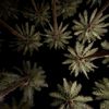 dymalbluashi_