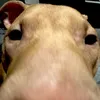 kvaajon